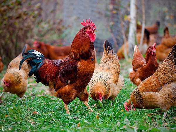 Породы куриц | ЗооТом - продажа, вязка и услуги для животных в Переславле-Залесском