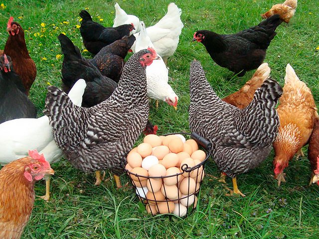 Содержание кур и уход за ними | ЗооТом - продажа, вязка и услуги для животных в Переславле-Залесском Содержание кур и уход за ними | ЗооТом - продажа, вязка и услуги для животных в Переславле-Залесском