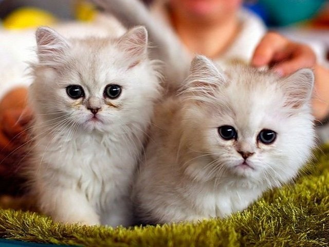 Породы кошек в Переславле-Залесском | ЗооТом портал о животных