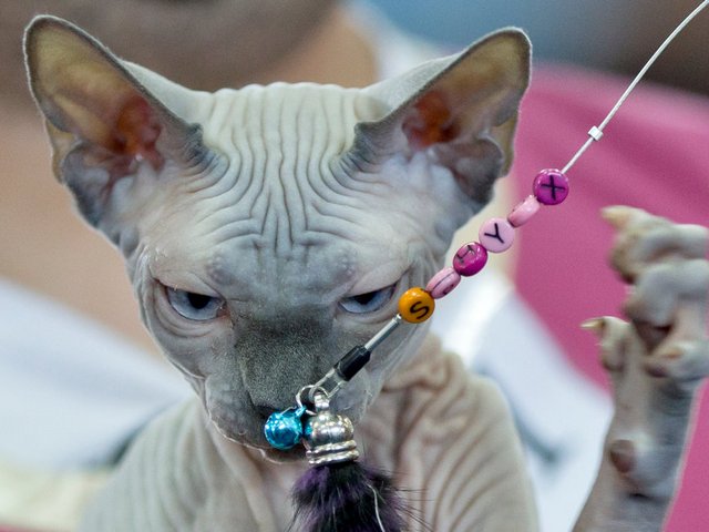 Выставки кошек в Переславле-Залесском | ЗооТом портал о животных