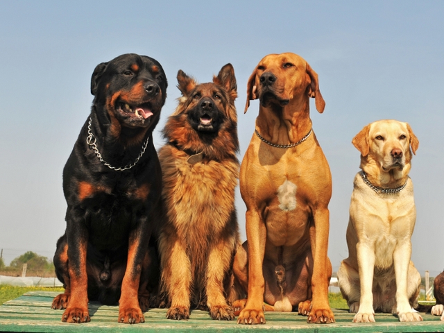Крупные породы собак в Переславле-Залесском | ЗооТом портал о животных